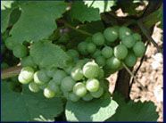 Domaine Sauzet Puligny-Montrachet